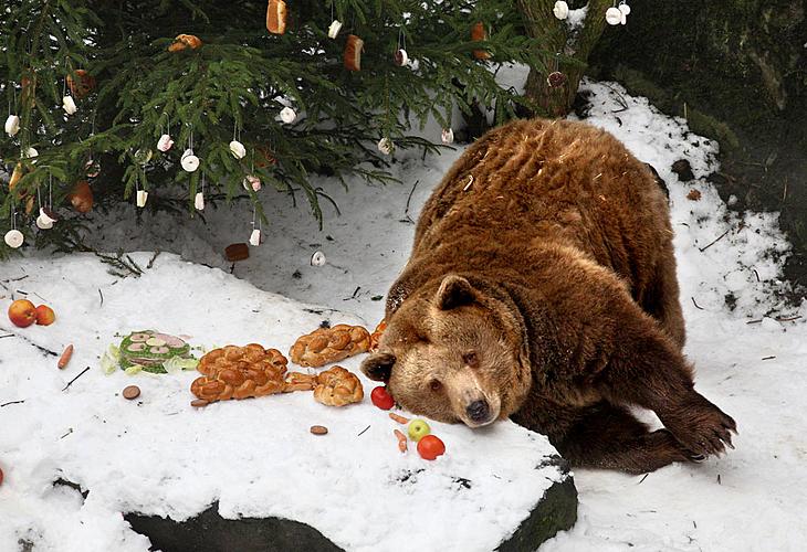 Bärenweihnachten, Advent und Weihnachten in Český Krumlov 2010