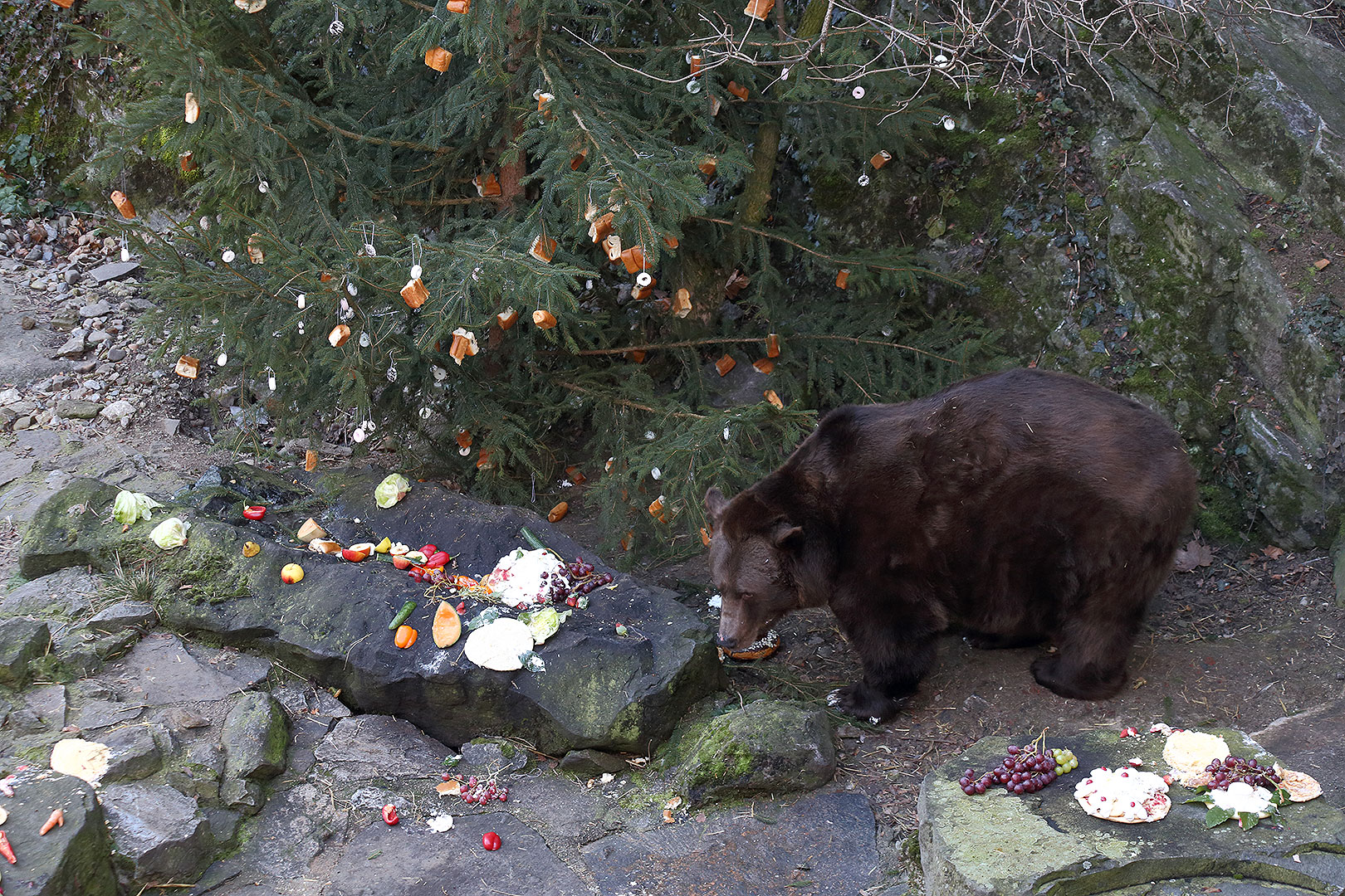 Heiligabend - Bärenweihnachten, 24.12.2013