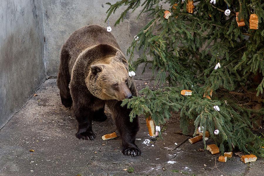 Bärenweihnachten, 24.12.2014, Advent und Weihnachten in Český Krumlov