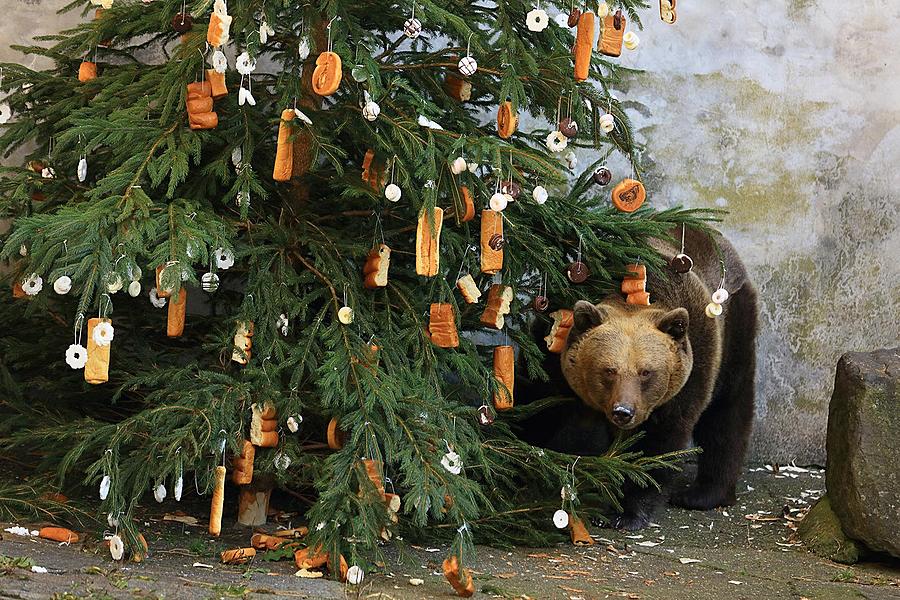 Christmas for the Bears, 24.12.2015, Advent and Christmas in Český Krumlov