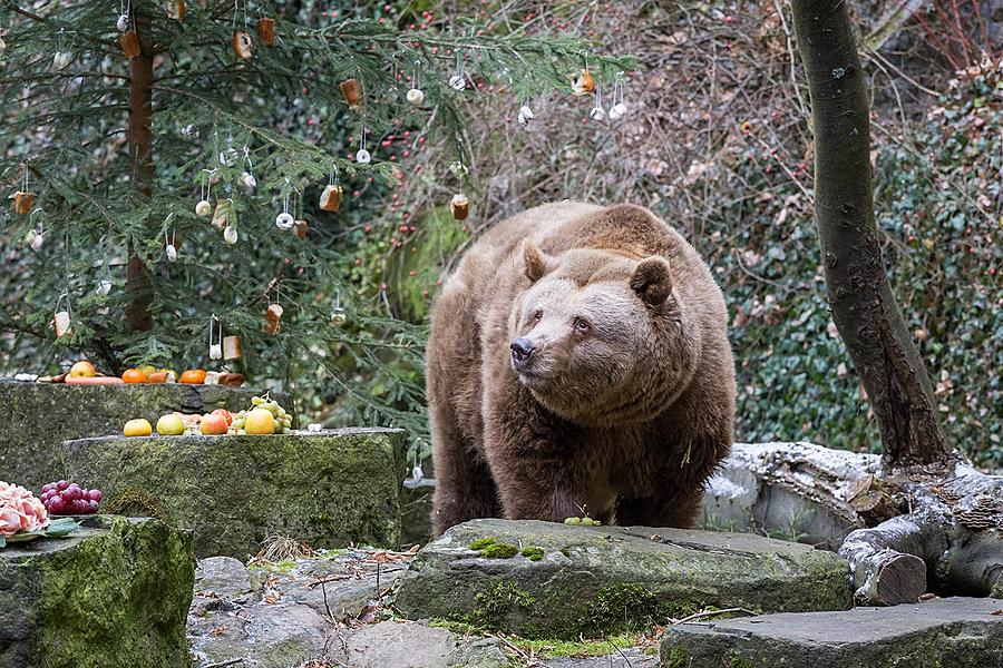 Medvědí vánoce, 24.12.2016, Advent a Vánoce v Českém Krumlově