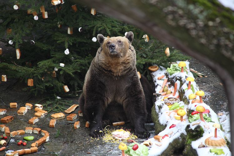 Bear Christmas
